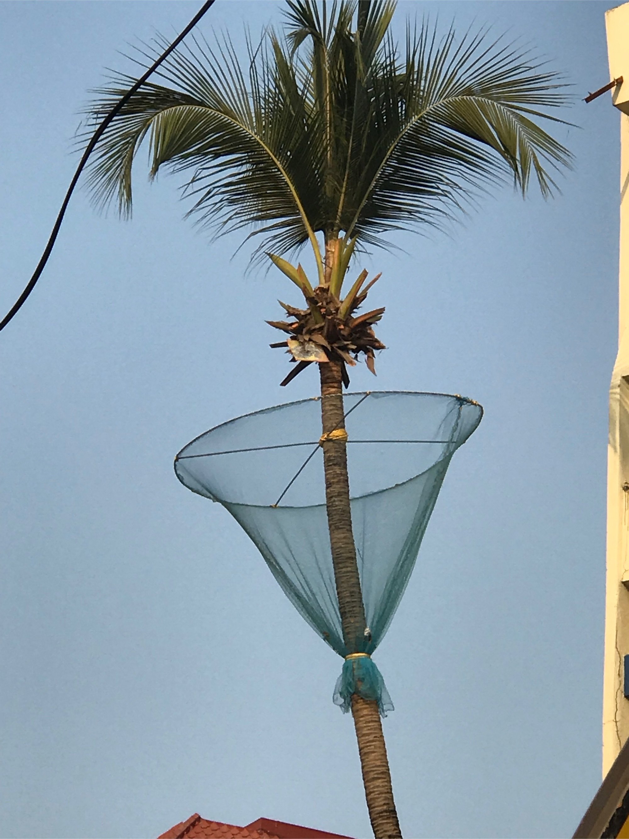 Coconut Tree Nets In Vizag
