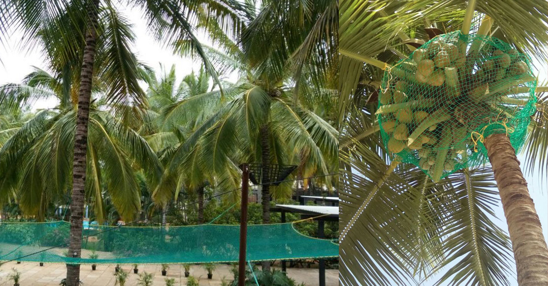 Coconut Tree Nets In Vizag