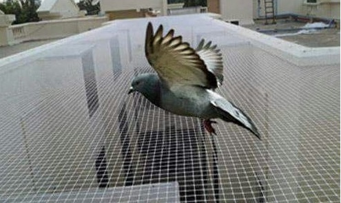 Pigeon Safety Nets In Vizag